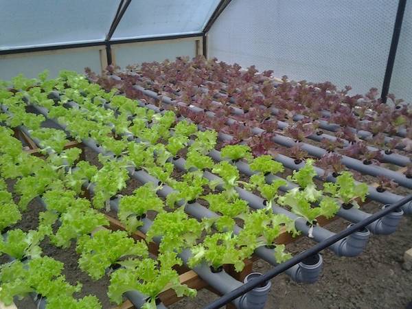 Выращивание салата в теплице зимой на продажу основы начала бизнеса