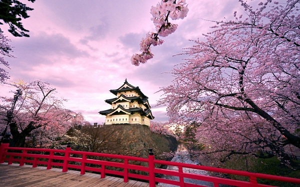 Сакура – стародавній символ Японії. Види сакур