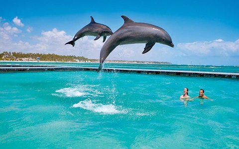 Что необходимо знать про плаванье с дельфинами?