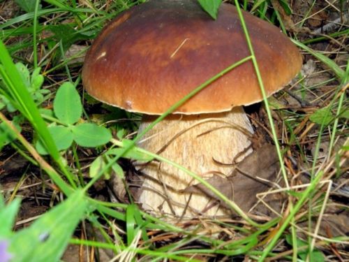 Съедобные грибы растущие в крыму