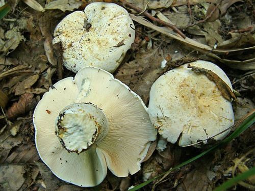 Съедобные грибы растущие в крыму