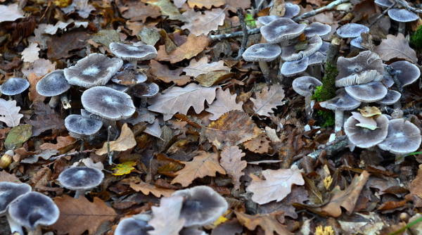 Степные грибы в Крыму