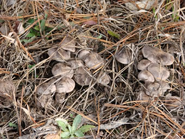 Степные грибы в Крыму