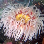 Крымские Актинии, Actinia equina