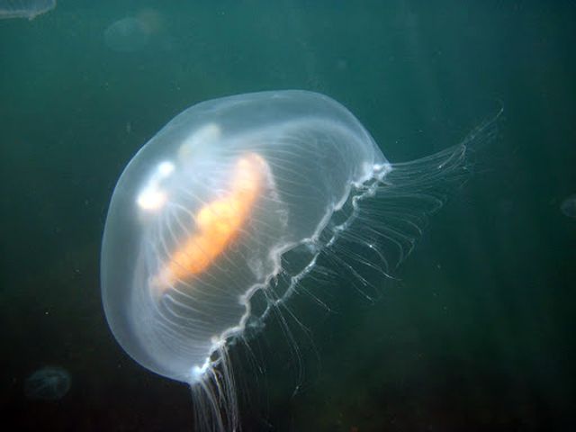 Медуза Аурелия