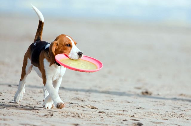 Пёс на пляже
