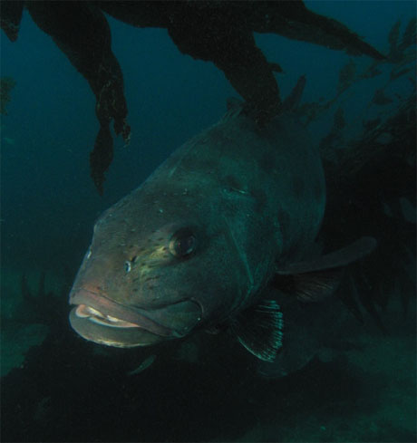 Deep-residents of the Black Sea