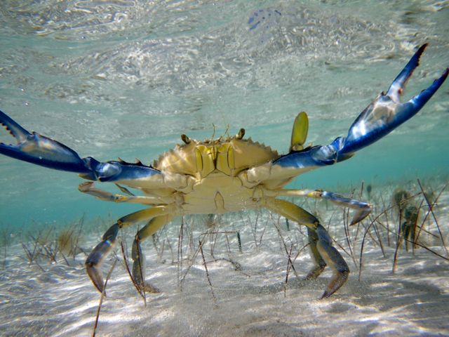 Фото Морских Обитателей Черного Моря