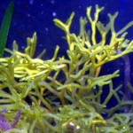 Водоросли Черного моря — уникальная морская флора