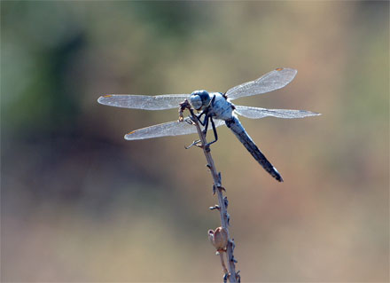 Стрекоза - Dragonfly