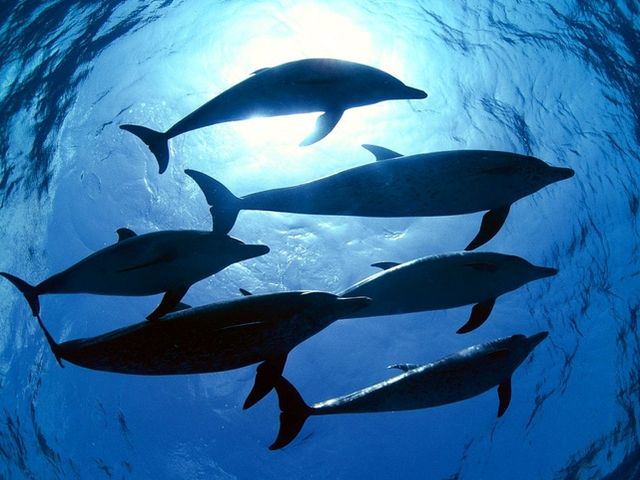 Дельфины в открытом море