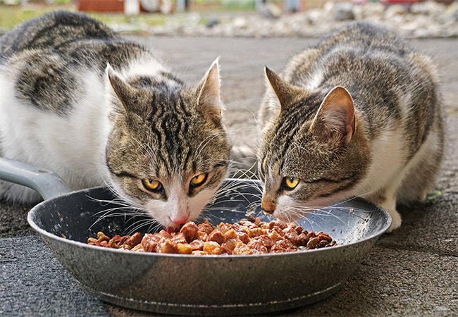 Какой бывает сухой корм для котов?