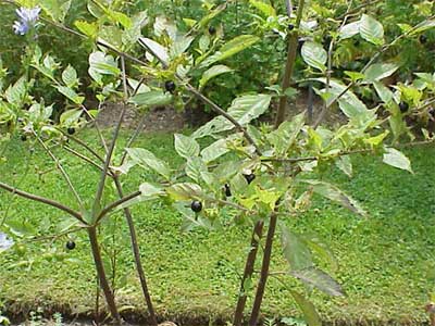 Белладонна, или красавка обыкновенная, Atropa Bella Donna