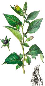 Atropa belladonna, красуха, сонная одурь, бешеная ягода, вишня бешеная