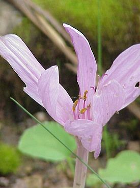 Безвременник, зимовник, Colchicum speciosum