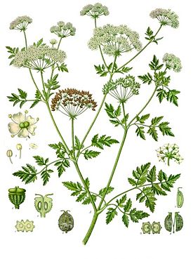 Conium Maculatum, Пятнистый болиголов