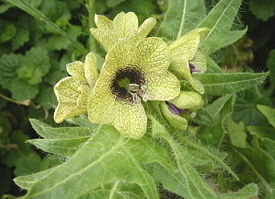 Белена, блекота, бешеная трава, Hyoscyamus niger