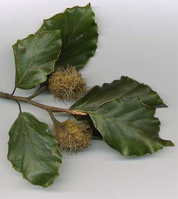 Бук, Fagus