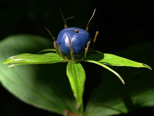 Crimea Paris Quadrifolia