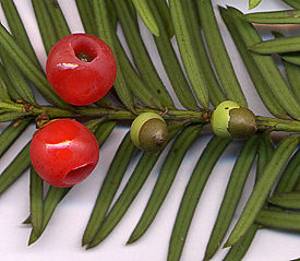 Taxus baccata, Ягодный тис