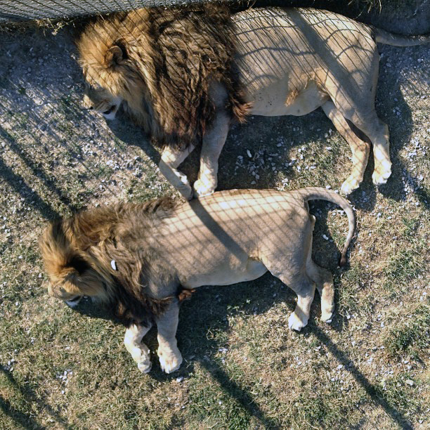 Львы в Тайгане