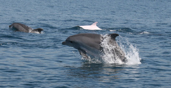 Дельфин альбинос афалина, Крым