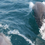 Морские прогулки с дельфинами, Судак 2009