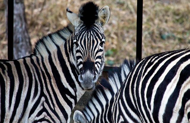 Зебры в зоопарке "Сказка"