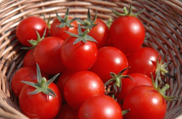 Чем подкармливать томаты после высадки в грунт