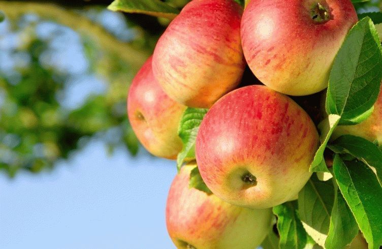 Чем подкармливать яблони весной и осенью для хорошего урожая? — Портал прогорода-курорты