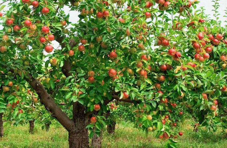 Что можно посадить рядом с яблонями?