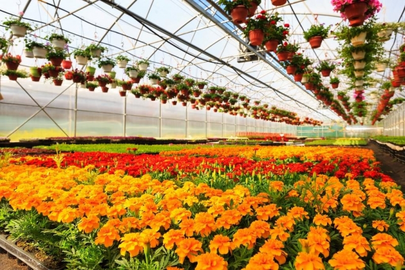 Цветочный бизнес в 2019 году. Какие цветы следует выращивать