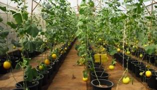 Дыня: выращивание в теплице и открытом грунте