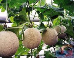 Дыня: выращивание в теплице и открытом грунте