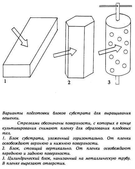 Два способа выращивания вешенок на даче