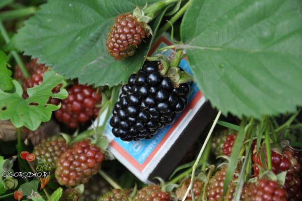 Ежевика садовая, посадка и уход 5 золотых правил вкусной ягоды — Портал прогорода-курорты