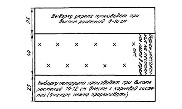 Формировка кустов огурцов