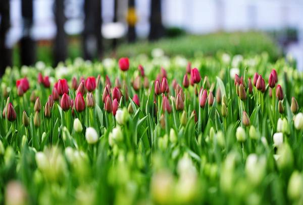 Грунт и теплица: как выращивать тюльпаны правильно?
