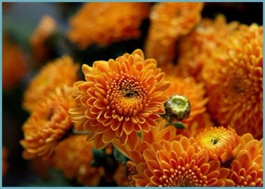 Хризантемы: уход и выращивание в домашних условиях