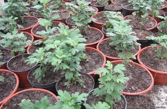 Хризантемы: уход и выращивание в домашних условиях