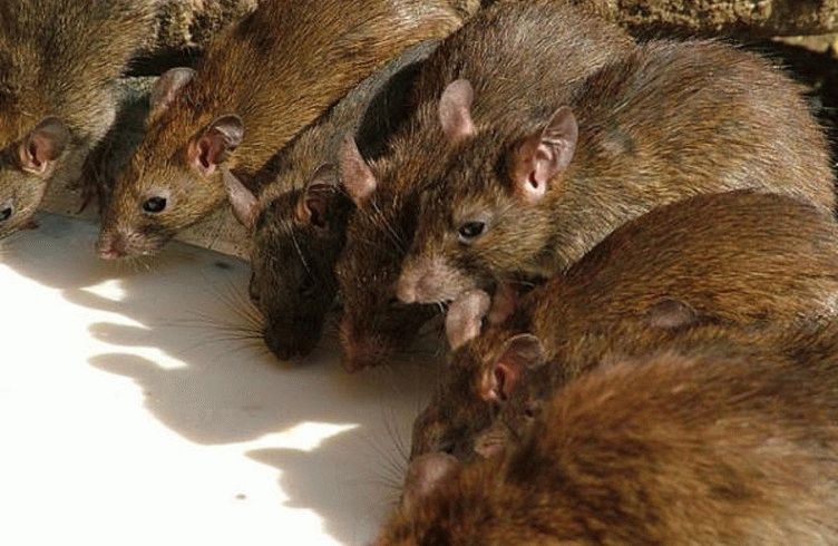 Как бороться с крысами на даче – методы и средства