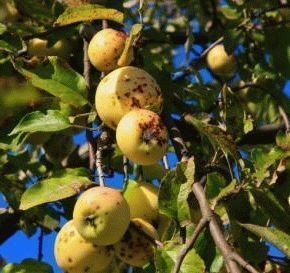 Как бороться с лишайников на яблоне – методы?