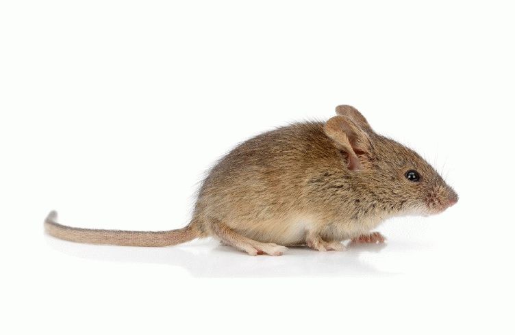 Как бороться с мышами на даче в доме – средства и методы