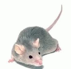 Как бороться с мышами на даче в доме – средства и методы