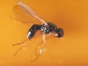 Как бороться с морковной мухой на грядке и ее личинками?