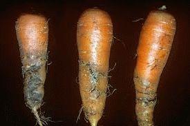 Как бороться с морковной мухой на грядке и ее личинками?