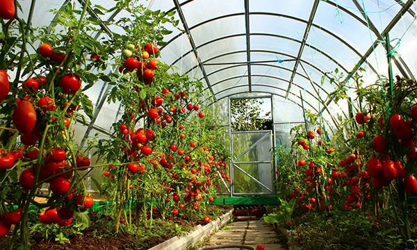 Как формировать детерминантные помидоры в теплице