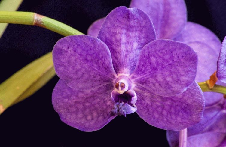 Как лучше выращивать орхидею Ванду — уход и пересадка