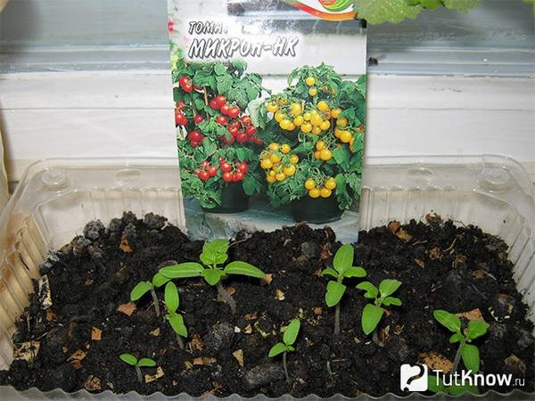 Как осуществляют выращивание помидоров на балконе