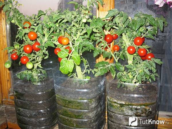 Как осуществляют выращивание помидоров на балконе